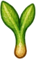 Asparagus — Stage 2